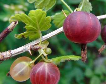 RIBES 'LITTLE BEN' - Gooseberry - Starter Plant - Approx 6-8 Inch - Edible