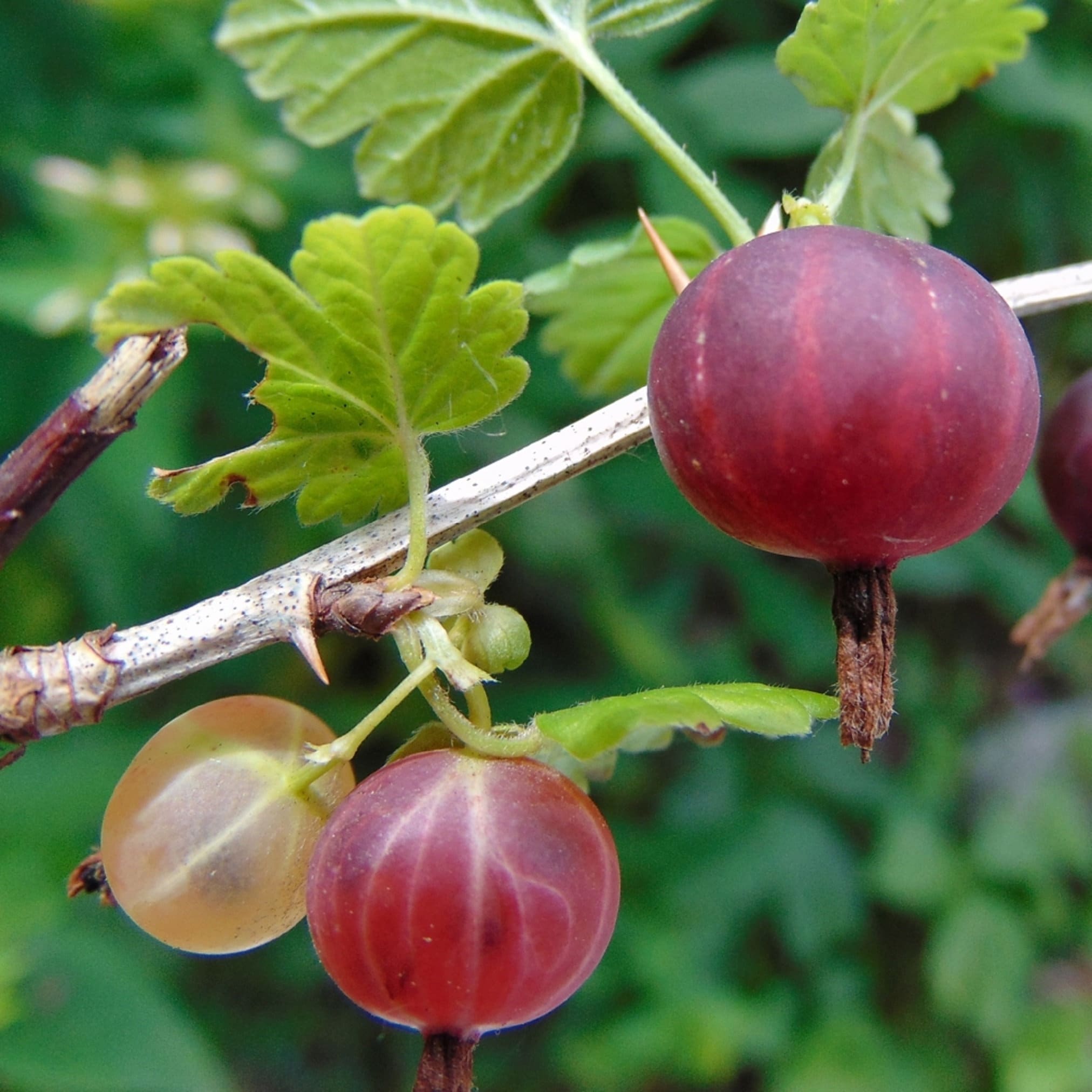 RIBES 'LITTLE BEN' - Gooseberry - Starter Plant - Approx 6-8 Inch - Edible