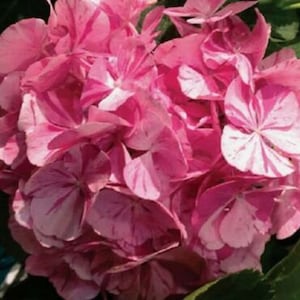 Hydrangea 'Dancing Angels-Sweet Fantasy' - Starter Plant - Approx 4-6 Inch