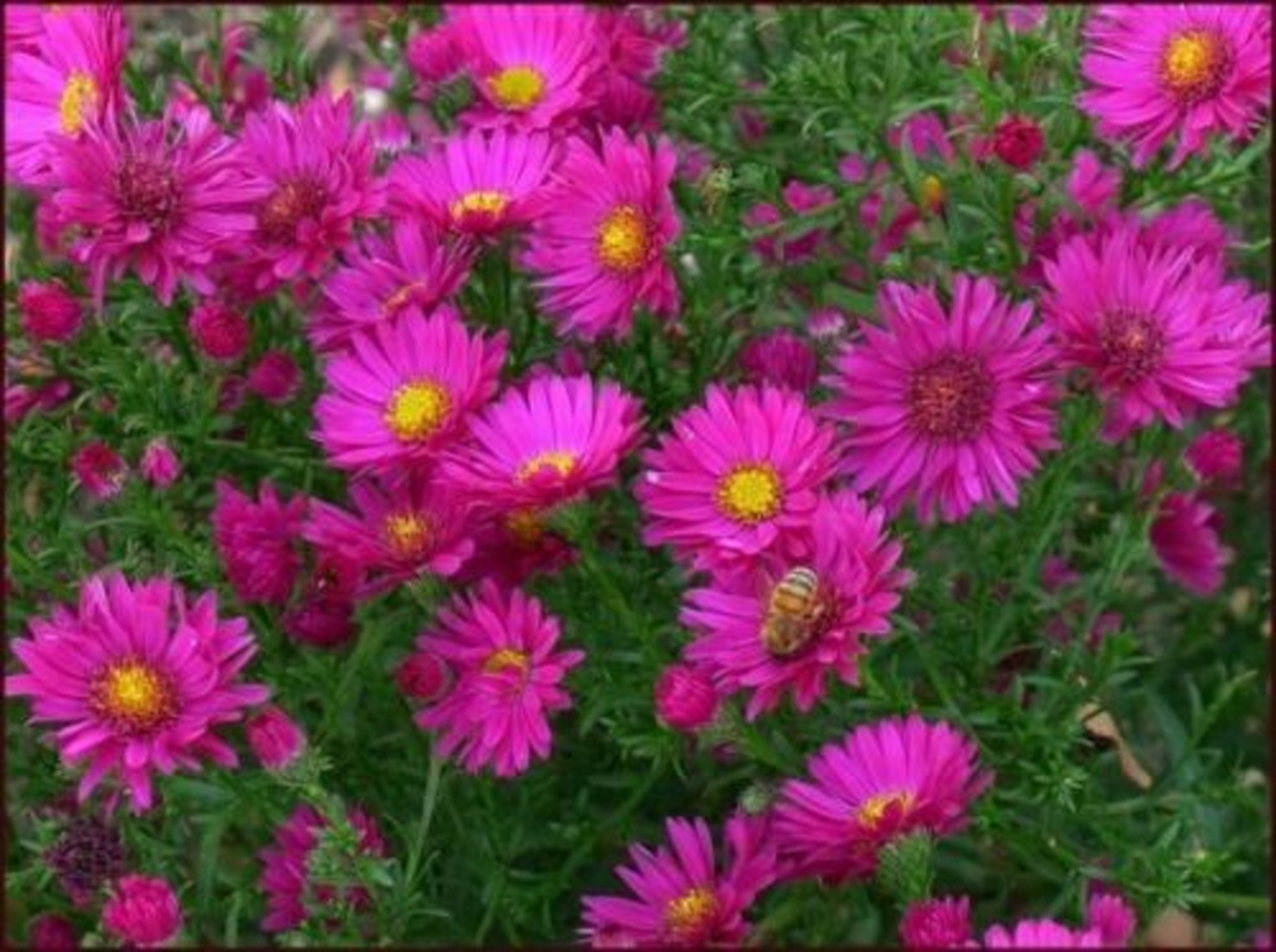 Aster Novae Angliae 'alma Potschke' Starter Plant Cutback - Etsy