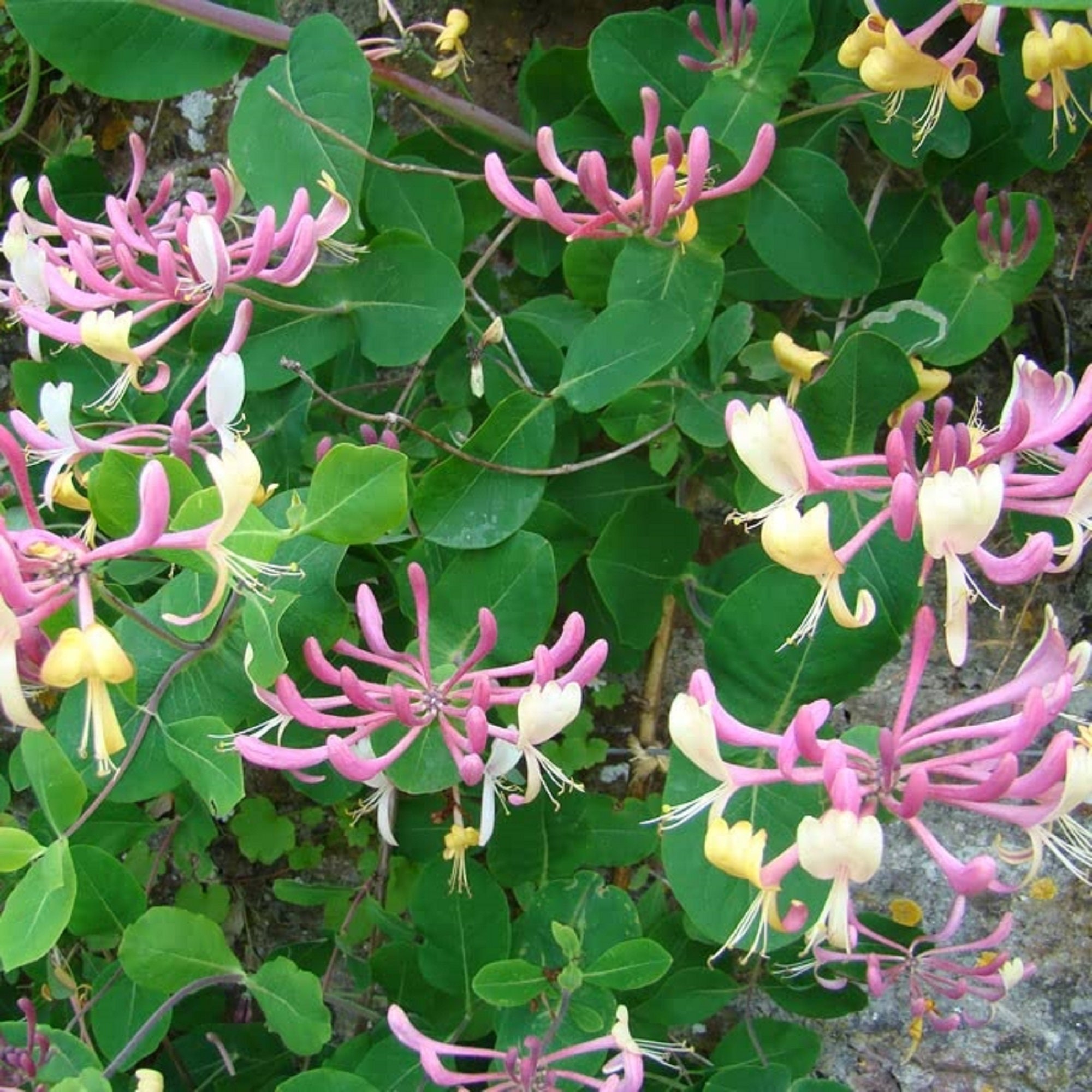 LONICERA PERICLYMENUM 'BELGICA'- Dutch Honeysuckle - Starter Plant - Approx  7-12 Inch - Etsy