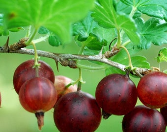 RIBES 'BLACK VELVET' - Gooseberry - Starter Plant - Approx 5-6 Inch