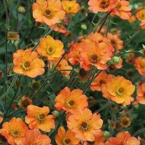 GEUM &#39;TOTALLY TANGERINE -  Starter Plant - Dormant