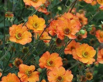 GEUM 'TOTALLY TANGERINE -  Starter Plant - Read Description