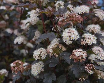 PHYSOCARPUS 'DIABLO D'OR' - Ninebark - Starter Plant - Approx 5-6 Inch