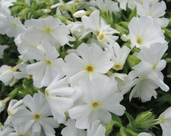 PHLOX SUBULATA 'WHITE' - Creeping Phlox - Starter Plant