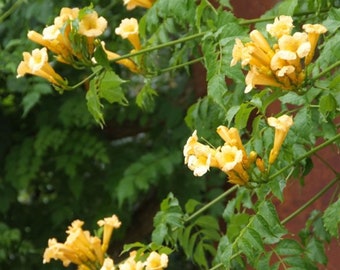 CAMPSIS RADICANS 'FLAVA' - Trumpet Creeper - Starter Plant - Cutback - Approx 2-4 Inch