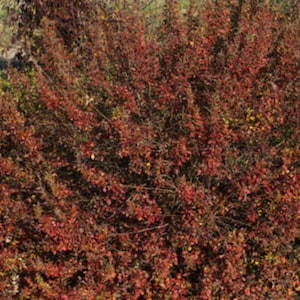 RHUS AROMATICA 'LACETTE' Starter Plant Approx Inch Dormant