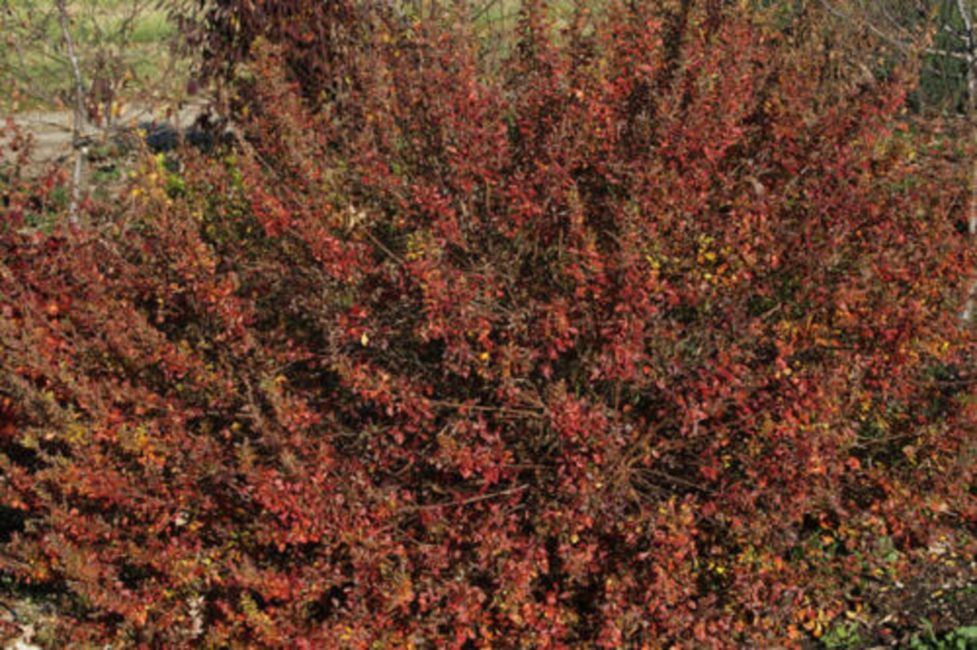 RHUS AROMATICA 'LACETTE' Starter Plant Approx Inch Dormant