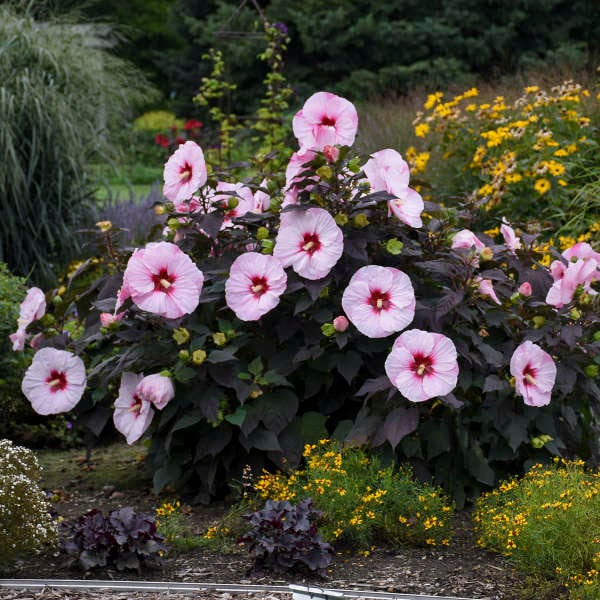 HIBISCUS 'PERFECT STORM' - Starter Plant - Approx 4-6 Inch - Cutback