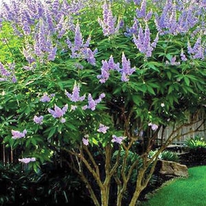 VITEX 'SHOAL CREEK' - Starter Plant - Approx 8-12 Inch