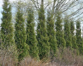 Thuja 'Full Speed A Hedge - American Pillar' - PLANT - APPROX 14-18 INCH - Quart Pot