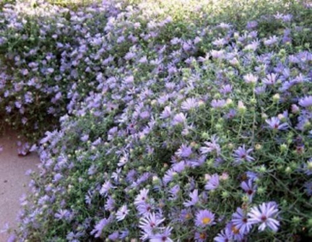 October on sale sky aster