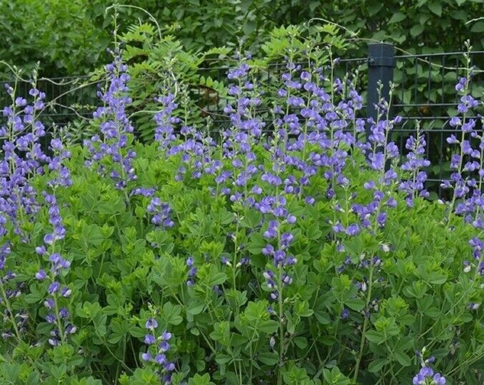 BAPTISIA AUSTRALIS Blue False Indigo Starter Plant Cut Back Dormant Etsy