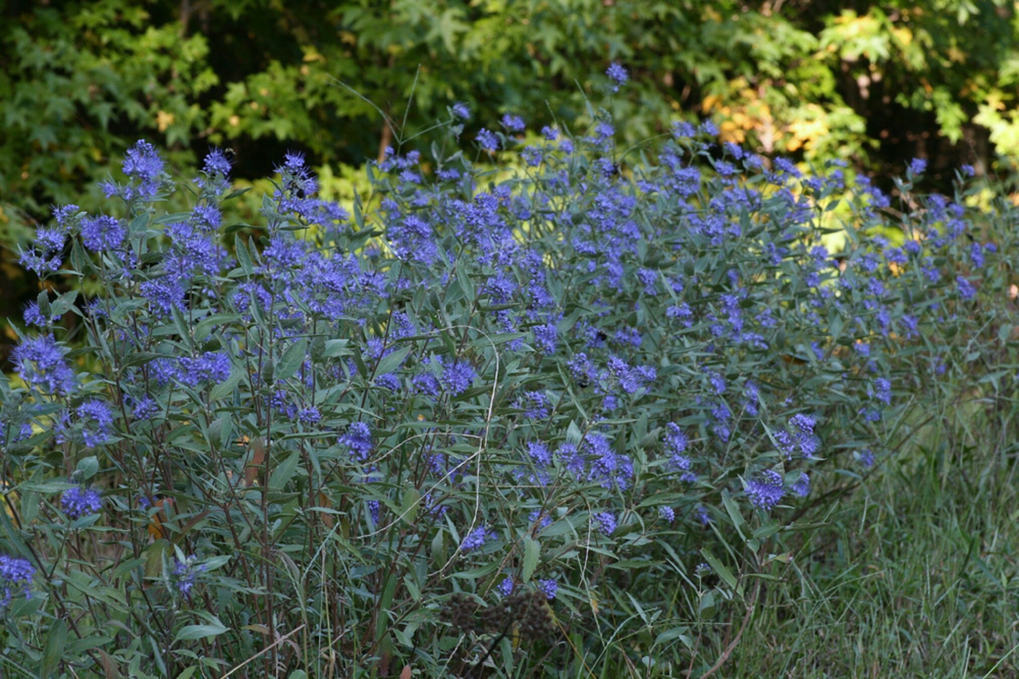 Image of Caryopteris Longwood Blue bouquet