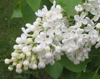 以下が含まれることがあります： 黄色の中心を持つ白いライラックの花の房のクローズアップ。緑の葉に囲まれています。花は満開で、繊細な花びらと複雑な構造を示しています。この画像は、花の自然な美しさを強調しています。
