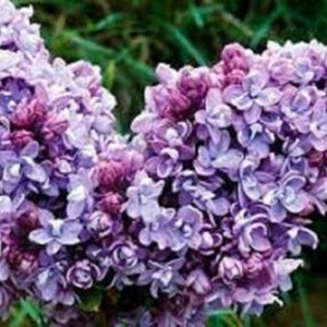 SYRINGA 'KATHERINE HAVEMEYER' - Lilac - Fragrant - Starter Plant - Approx 7-10 Inch