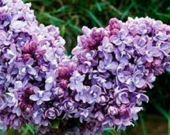 SYRINGA 'KATHERINE HAVEMEYER' - Lilac - Fragrant - Starter Plant - Approx 7-10 Inch
