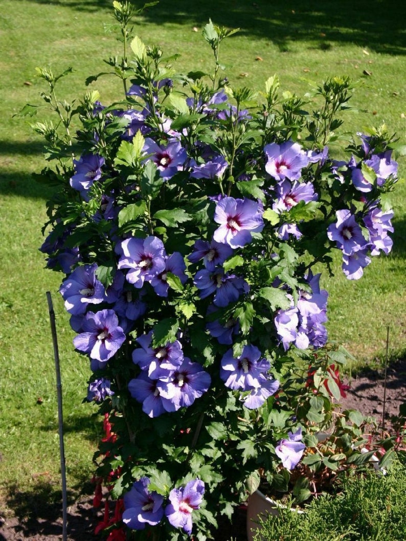 HIBISCUS SYRIACUS 'BLUEBIRD' Starter Plant Approx 6-8 Inch image 1