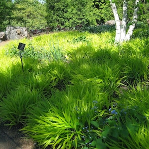 HAKONECHLOA Macra 'ALL GOLD' - Japanese Forest Grass - Starter  Plant