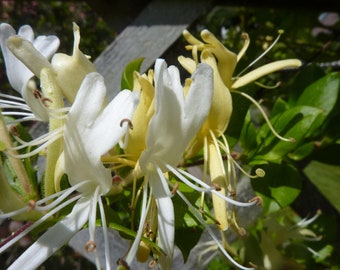 LONICERA JAPONICA 'HALLIANA' - Chèvrefeuille - Plantes de démarrage - Lot de 2 plantes - Parfumé - Environ 7-12 pouces