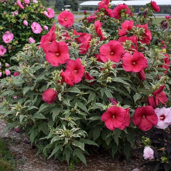 HIBISCUS 'SUMMER CARNIVAL' - Approx 6-10 Inch