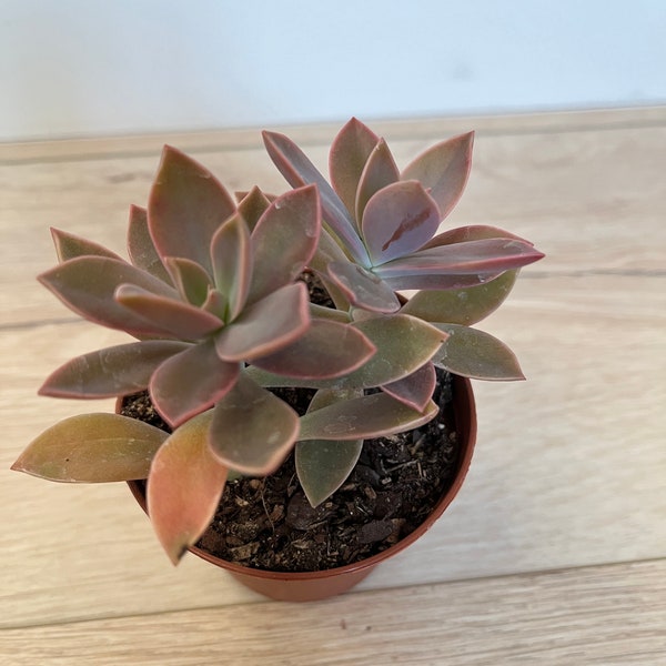 Graptoveria ‘Fred Ives’ EXACT Live Succulent Plant