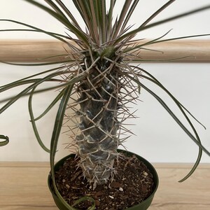 zz plant lowe's ZZ Plant, Buy Zamioculcas Zamiifolia Live Indoor Houseplant Online 4" Pot / Cow Pot by Succulents Box