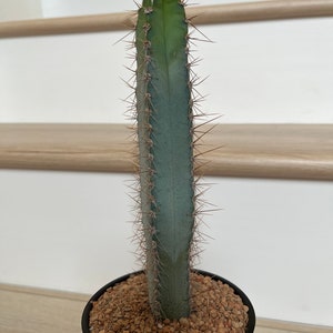 8” Cereus Forbesii, Candle Stick Cactus, Blue Cactus, cacti, EXACT live succulent plant