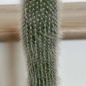 Cleistocactus Straussii / Silver Torch / Old Man Cactus / Fuzzy White Hair / EXACT live succulent plant / 4” pot