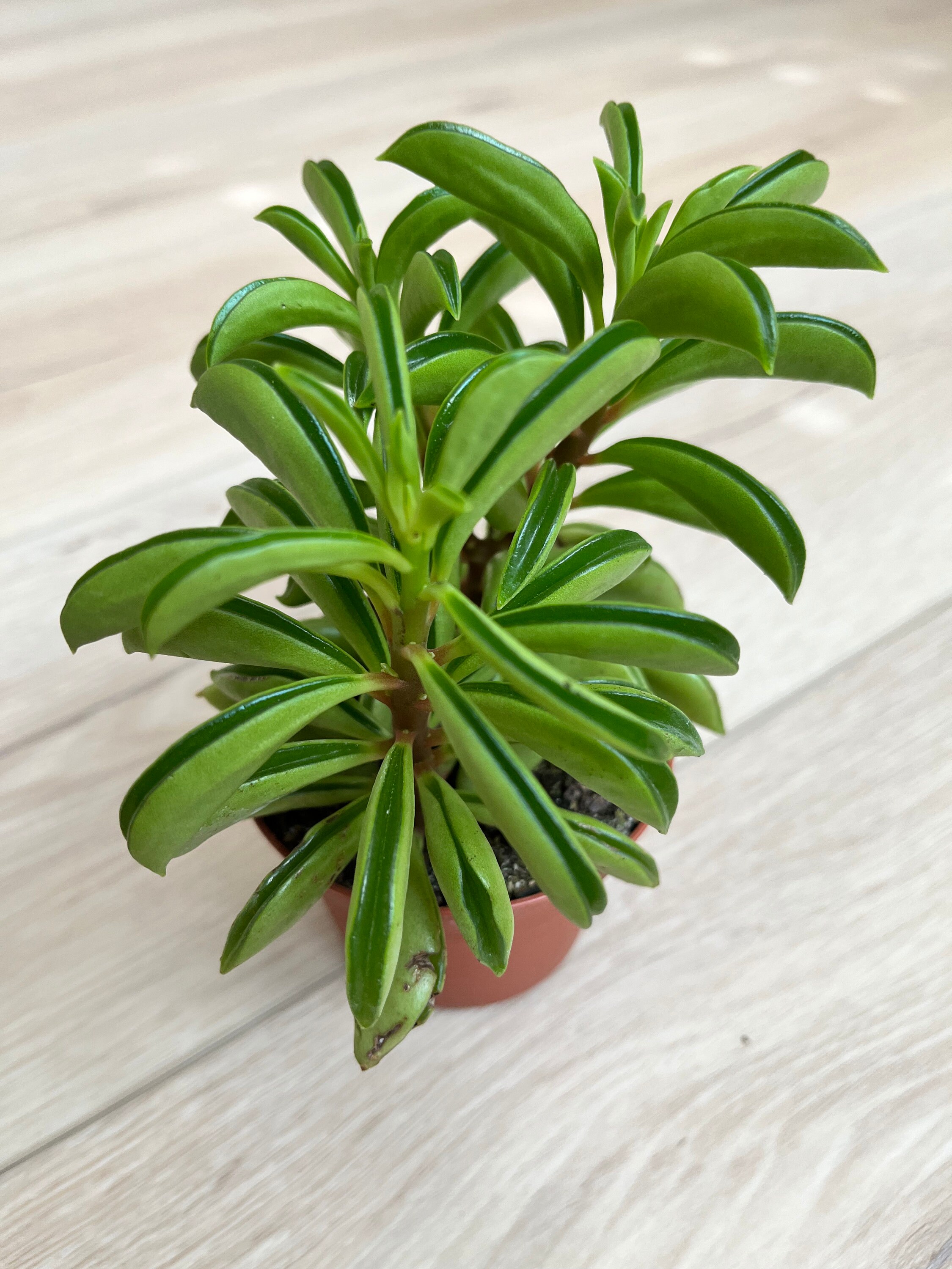Peperomia Axillaris EXACT Live Succulent Plant Prayer Plant Etsy