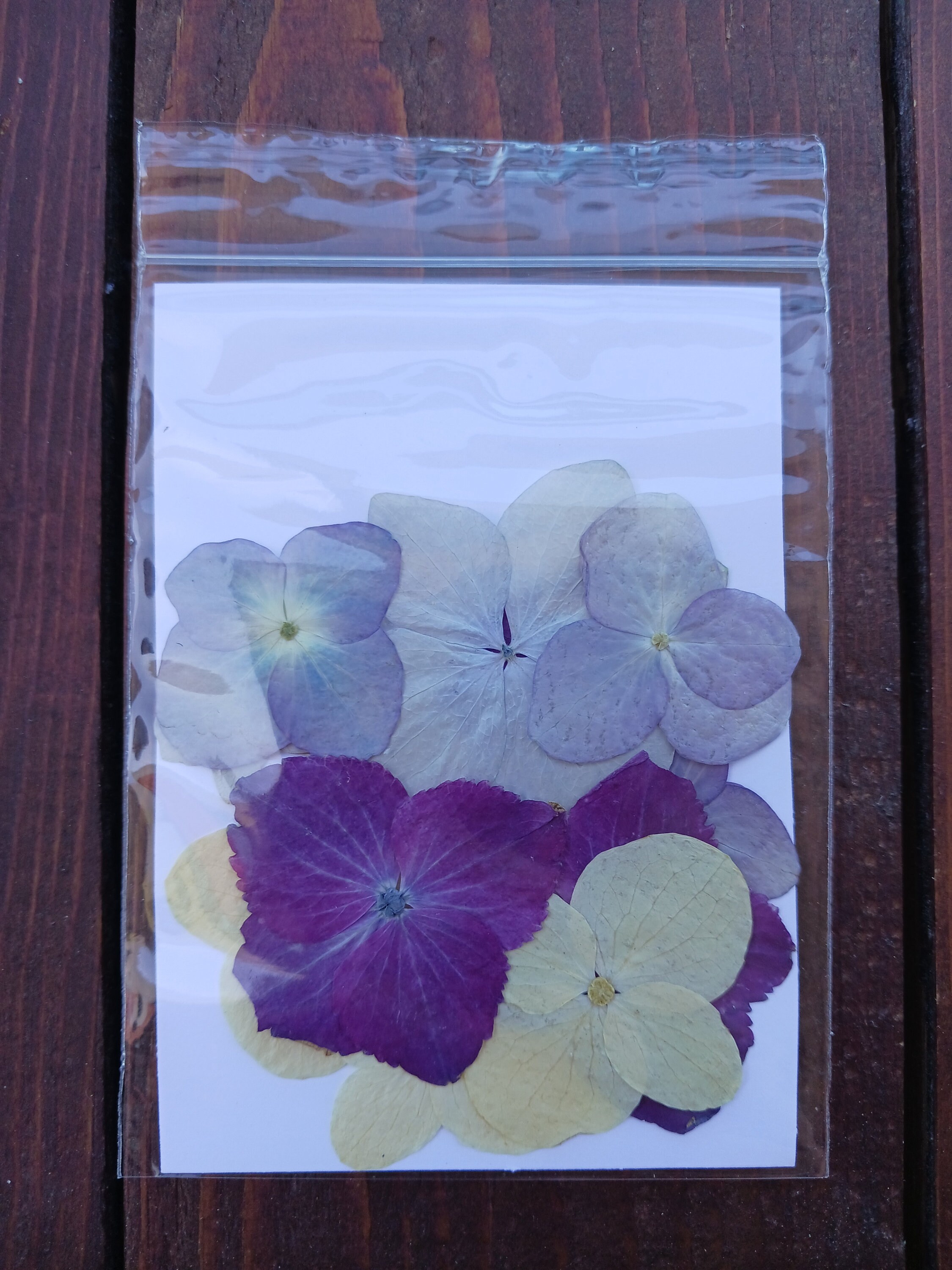 Pressed Hydrangea Flowers Etsy