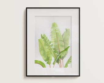 Bananenplant aquarelprint, Costa Ricaanse planten, tropische plant schilderen, plantenliefhebber cadeau, galerijmuur, bladschilderen, plantenaquarel