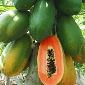 Red Lady Dwarf Queen Papaya Seed Pack