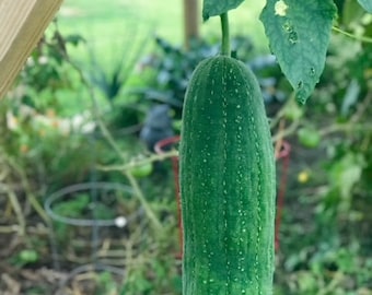Luffa Sponge Seed Pack