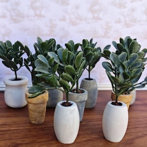 Puede incluir: Una colección de pequeñas plantas en macetas con follaje verde. Las macetas son de varios estilos y colores, incluyendo blanco, gris y beige. Las plantas están dispuestas sobre una superficie de madera.