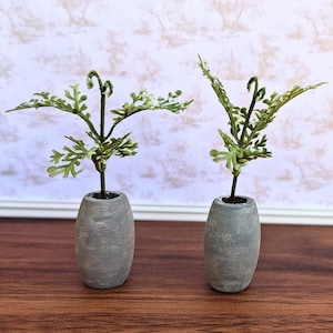 Peut inclure: Deux petites plantes en pot. Chaque plante a un dessus vert et feuillu avec des accents blancs et une tige foncée. Les plantes sont dans des pots gris de forme ovale. Les pots sont posés sur une surface en bois brun.