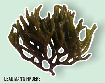 LIVE | Dead Man’s Fingers | Codium sp. | Macro Algae/Macroalgae Coral for Saltwater Reef Tank/Refugium/Aquarium