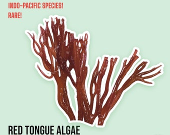 LIVE | Red Tongue Algae | Gracilaria sp. | Macro Algae/Macroalgae Coral for Saltwater Reef Tank/Refugium/Aquarium