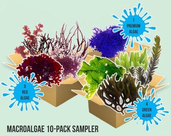 LIVE | 10-Pack Macro Algae Sampler | Macro Algae/Macroalgae Coral for Saltwater Reef Tank/Refugium/Aquarium