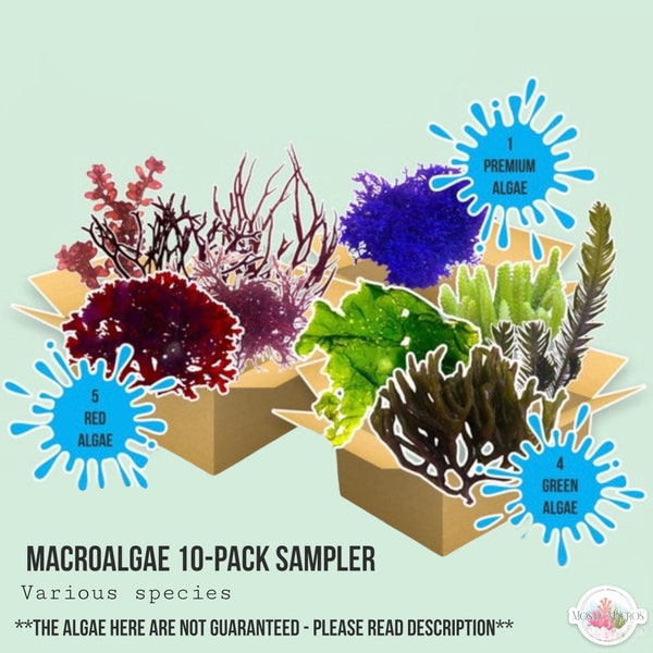 LIVE | 10-Pack Macro Algae Sampler | Macro Algae/Macroalgae Coral for Saltwater Reef Tank/Refugium/Aquarium