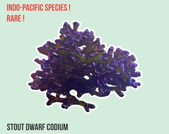 Stout Dwarf Codium | Codium sp. | Macro Algae/Macroalgae Coral for Saltwater Reef Tank/Refugium/Aquarium