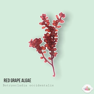 LIVE | Red Grape Algae | Botryocladia occidentalis | Macro Algae/Macroalgae Coral for Saltwater Reef Tank/Refugium/Aquarium