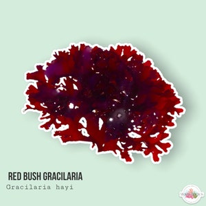 LIVE | Red Bush Gracilaria | Gracilaria hayi | Macro Algae/Macroalgae Coral for Saltwater Reef Tank/Refugium/Aquarium