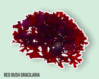 LIVE | Red Bush Gracilaria | Gracilaria hayi | Macro Algae/Macroalgae Coral for Saltwater Reef Tank/Refugium/Aquarium