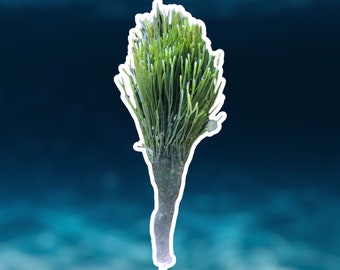 Merman’s Shaving Brush | Penicillus dumetosus | Macro Algae/Macroalgae Coral for Saltwater Reef Tank/Refugium/Aquarium