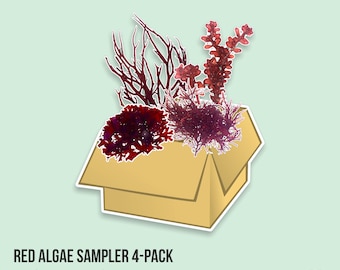 LIVE | Red Species Marine Macro Algae 4-Pack | Macro Algae/Macroalgae Coral for Saltwater Reef Tank/Refugium/Aquarium
