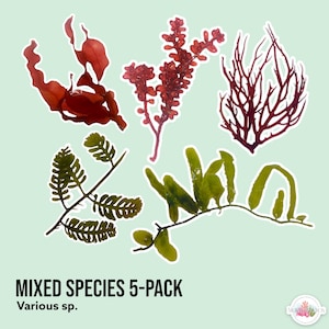 LIVE | 5-Pack Macro Algae Sampler | Macro Algae/Macroalgae Coral for Saltwater Reef Tank/Refugium/Aquarium