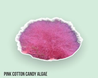 LIVE | Cotton Candy Algae | Unknown sp. | Macro Algae/Macroalgae Coral for Saltwater Reef Tank/Refugium/Aquarium