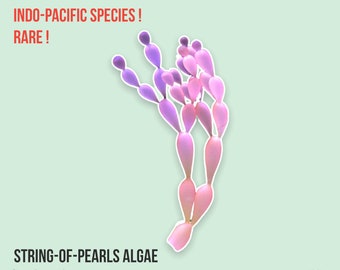 LIVE | True String-of-Pearls | Coelarthrum sp. | Macro Algae/Macroalgae Coral for Saltwater Reef Tank/Refugium/Aquarium